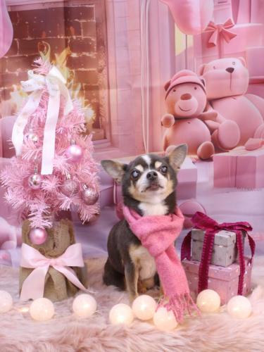 20241228メルくん